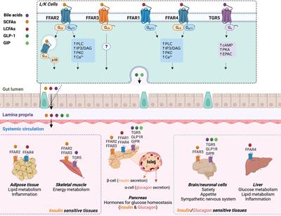 GPCR-mediated effects of fatty acids and bile acids on glucose homeostasis